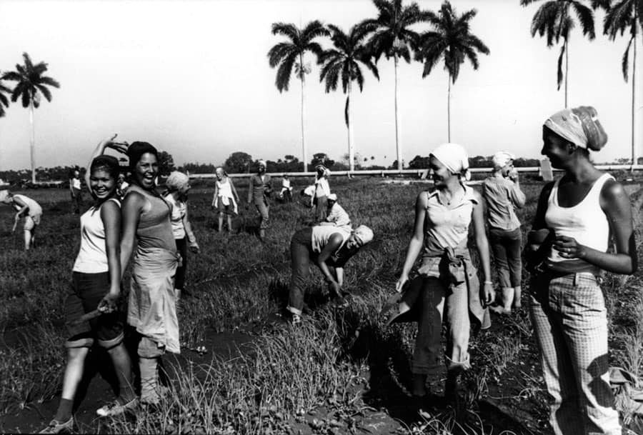 Niños en escuelas al campo en Cuba trabajando en plantaciones agrícolas